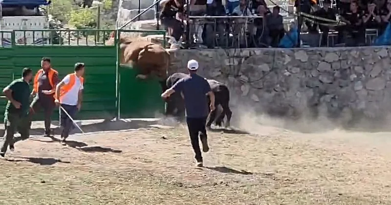 Ardanuç ta boğa güreşinde 600 kiloluk boğa arenadan kaçtı