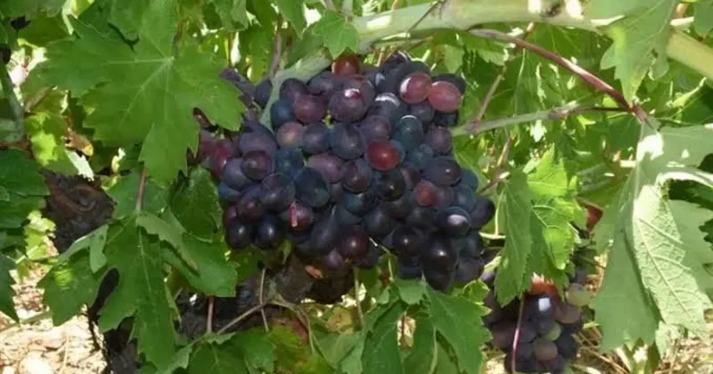 Tarlada 60, markette 200 lira! Kavacık üzümünde üretici dertli!