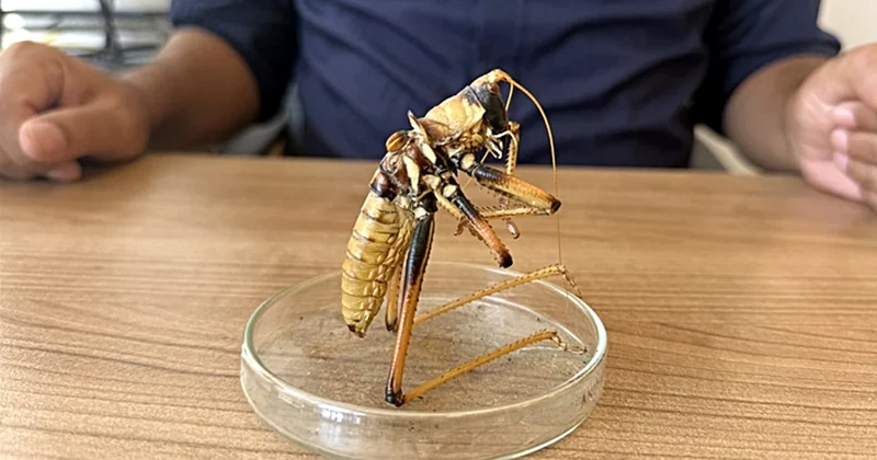 Dev çekirgeler tedirgin etti, uzmanı zarar vermeyin dedi