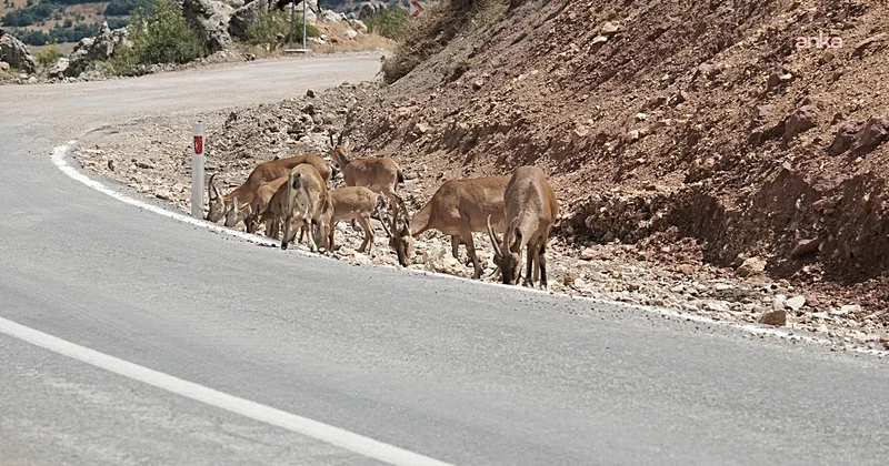 Tunceli de kutsal sayılan dağ keçileri Valilik kararıyla süresiz korumaya alındı