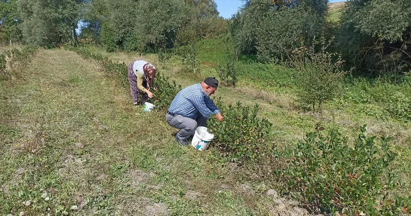 Emekli olup toprağa döndüler: Devlet desteğiyle diktiler! Şimdi hasat zamanı!
