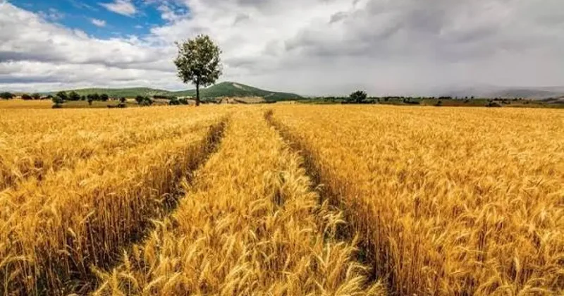 Almanya Tarım Bakanı, Türkiye ile işbirliğini geliştirmek istediklerini belirtti