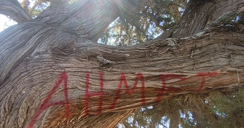 Konya Taşkent te 2 bin yıllık anıt ardıç ağacı tahrip edildi, inceleme başlatıldı