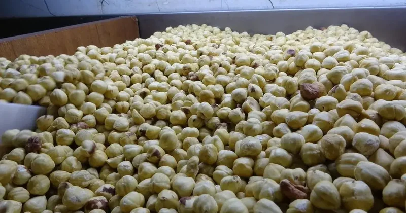 Hasadı tamamlandı, paketleme başladı: Yüzde 200 kazandırıyor!