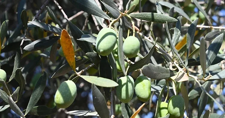 Bursa da 15 asırlık zeytin ağacı görenleri şaşırtıyor: Hala meyve vermeye devam ediyor
