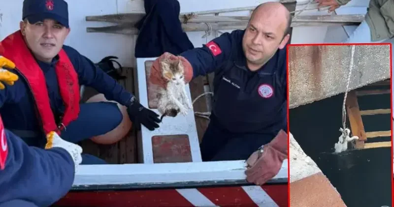 Denize düşen yavru kediler halat ve kayıkla kurtarıldı; o anlar kamerada
