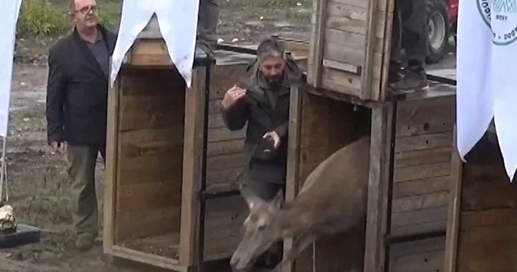 Üniversite tarafından yetiştirilip doğaya salındılar