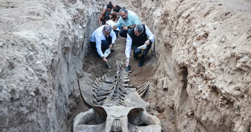 Mersin de 4 yıl önce gömülen Fin balinasının iskeleti topraktan çıkarılıyor