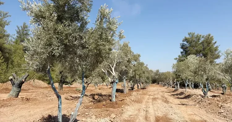 İşte Yeniköy’ün taşınan ağaçları