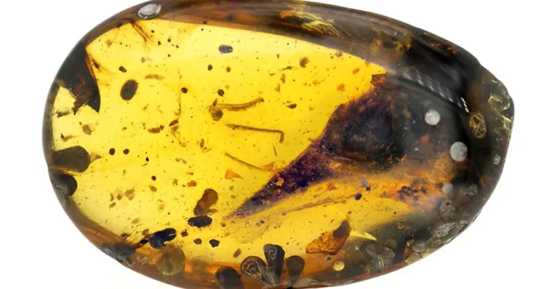 99 milyon yılık amberin içinde dinozor kuyruğu bulundu