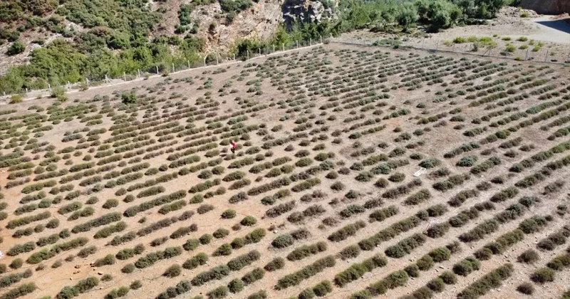 Osmaniye de yeniden ekonomiye kazandırılan lavanta bahçesi kadınlara gelir kapısı oldu