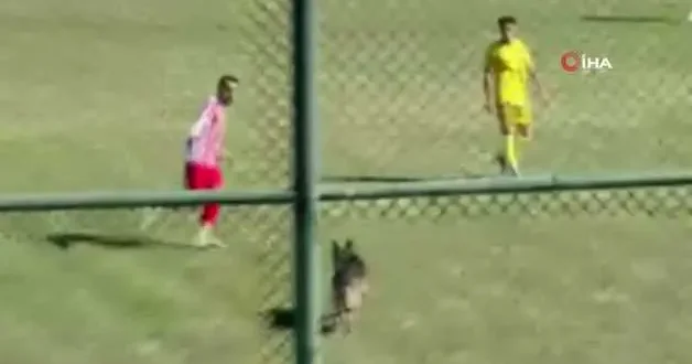 Sahaya giren başıboş köpek ortalığı karıştırdı