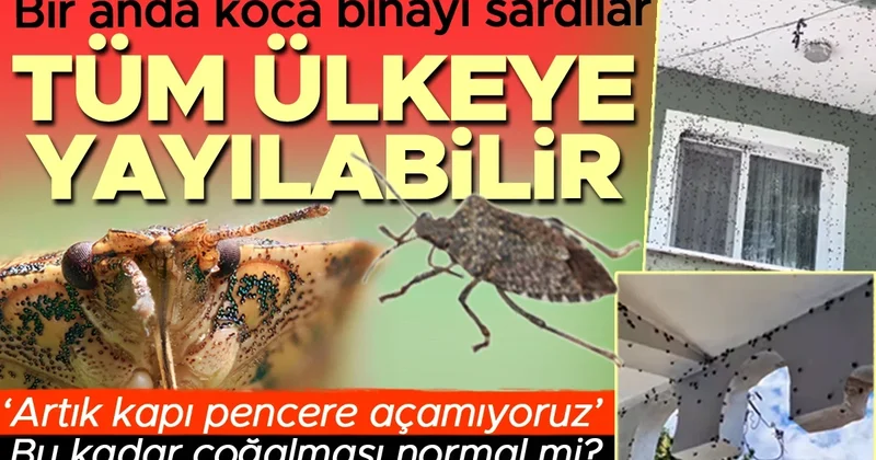 “Kapı pencere açamıyoruz, aniden hücum ediyorlar” Bir anda koca binayı sardılar! Tüm Türkiye ye yayılabilir, çok ciddi önlemler alınmalı