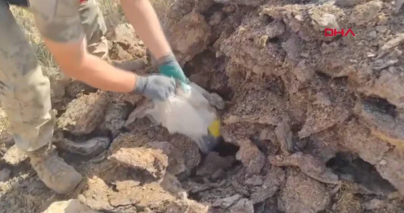 Tezek yığını arasına gizlemişler: 12 gözaltı