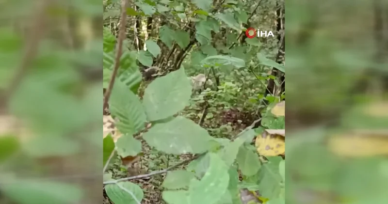 Rize de ilk kez görüntülendi: Doğaseverleri heyecanlandıran gelişme