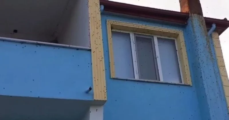 Bartın da kahverengi kokarca istilası kabusa dönüştü Son dakika haberleri
