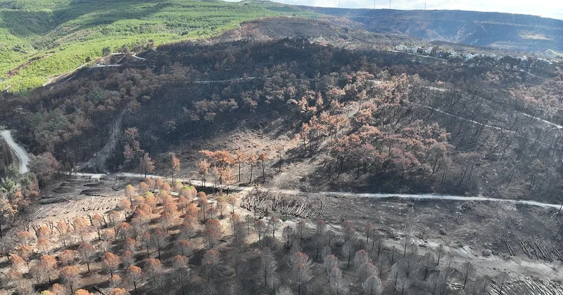 Çanakkale ormanları yeniden yeşillenecek