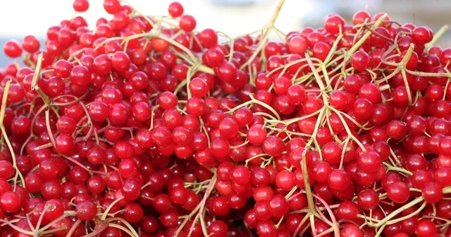 Erzincan da şifa deposu gilaburuya yoğun ilgi Erzincan Haberleri