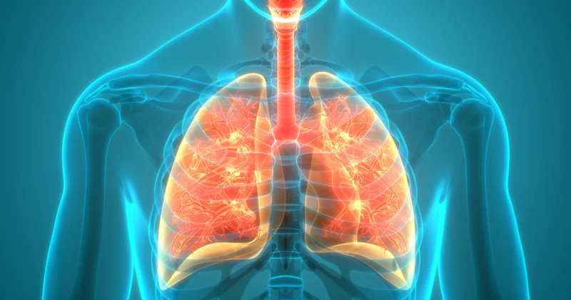 İklim değişikliği ölümcül sıcak dalgalarının etkilerini ağırlaştırıyor Sağlık Haberleri