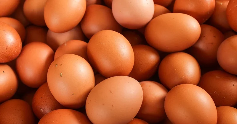 TÜİK açıkladı: Tavuk yumurtası üretimi azaldı Sözcü Gazetesi
