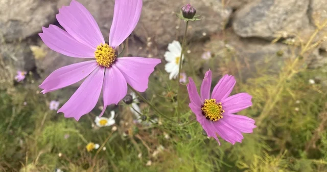 Ağrı da kasım ayında açan çiçekler şaşırttı Ağrı Haberleri