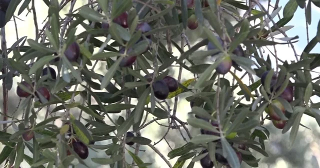 Artvin in ödüllü Butko zeytininde hasat sürüyor Artvin Haberleri