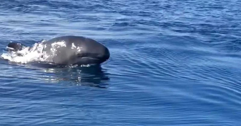 Balinaların dili çözüldü: Ne dedikleri artık anlaşılacak Sözcü Gazetesi