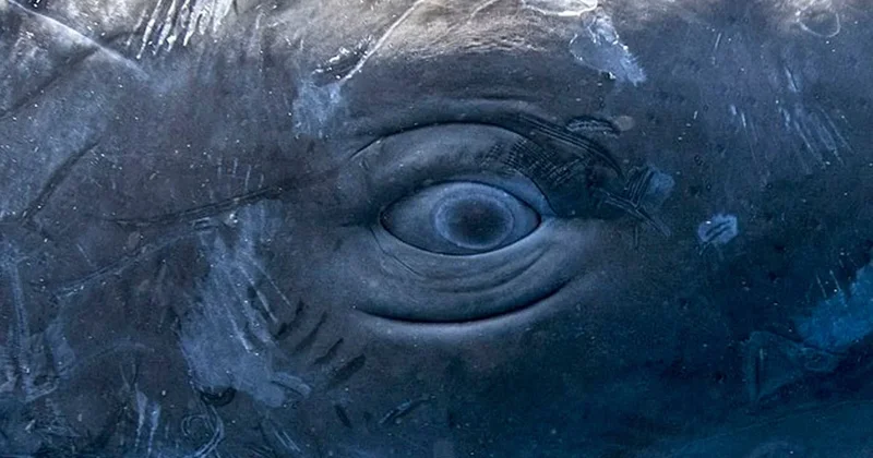 Aynı insanlar gibi konuşuyorlar: Sesli harfleri ve dil bilgisi kuralları var Sözcü Gazetesi