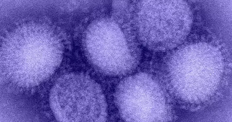 Kuzey Yarımküre de H3N2 alarmı