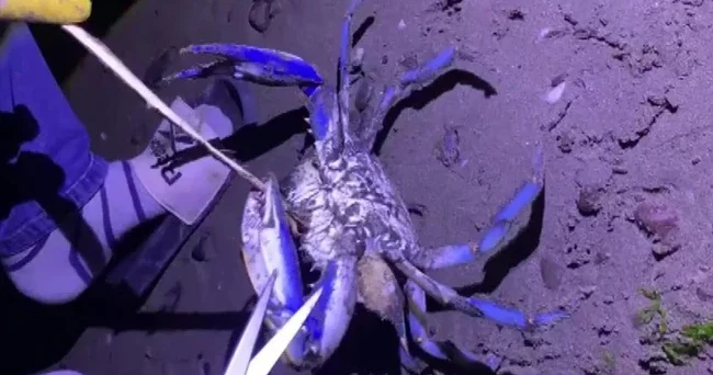 Samsun da sahilde görüldü! Fark eden vatandaşlar şok oldu