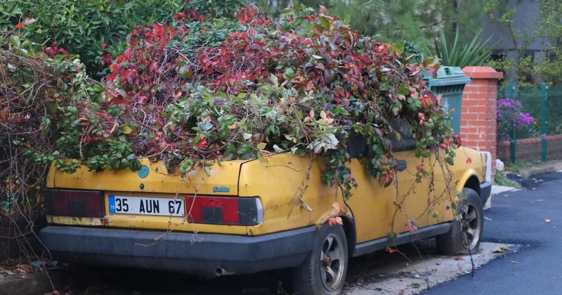 Sahibi vefat edince park edildi, 8 yılda adeta kök saldı