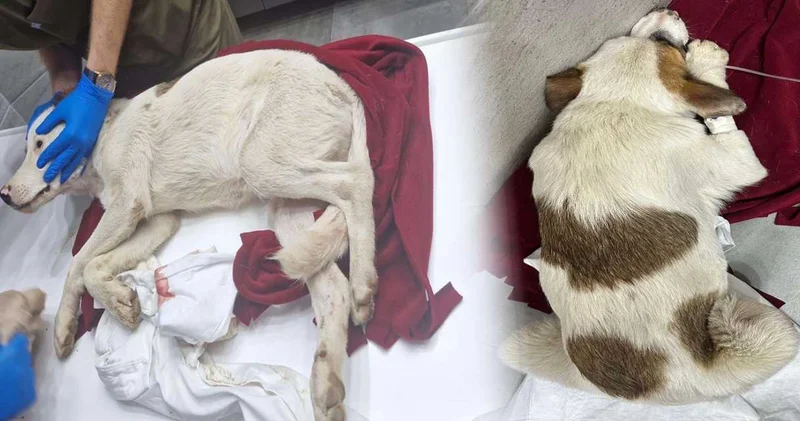 Vahşetin adresi bu kez Bodrum! 2 yavru köpeği av tüfeğiyle vurdu