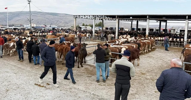 Sorgun da hayvan pazarı yeniden açıldı Yozgat Haberleri