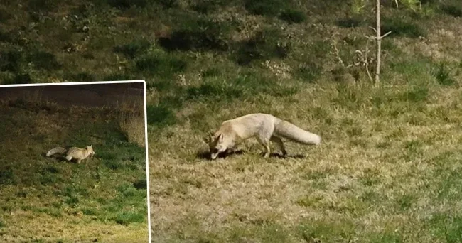 Gece saatlerinde şehir merkezine indiler! Kimseye aldırmadan dolaştılar