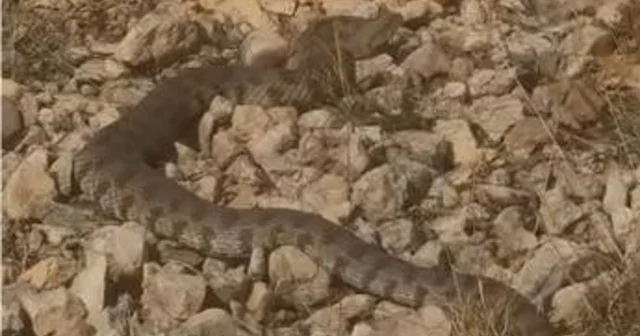 Tek ısırığı bir insanı öldürmeye yeten dev engerek yılanı görüntülendi Elazığ Haberleri