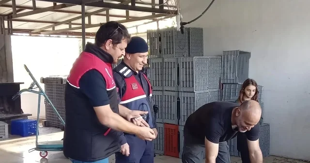 Zeytin hırsızlıklarının karşı denetim Balıkesir Haberleri