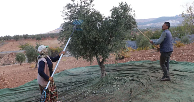 Mevsimin en zorlu hasadı başladı: Asırlık ağaçlarda nefes kesen mesai Sözcü Gazetesi