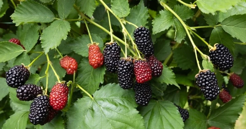 Evini böğürtlenler sardı, yese de atsa da bitiremiyor: Çok çaresizim Sözcü Gazetesi