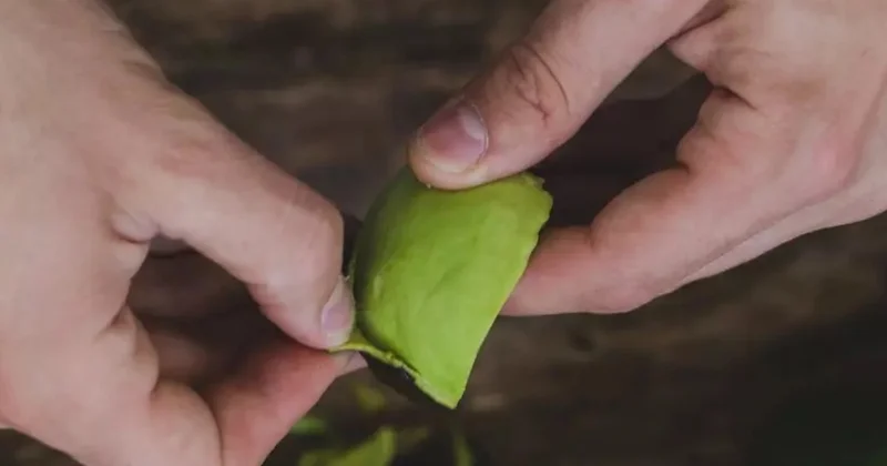 Kabuğunu çöpe atıyorsunuz ama kırmızı etten 100 kat lezzetli Sözcü Gazetesi