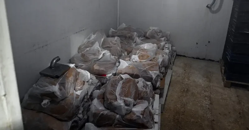 Yakalanmasa vatandaşlara yedireceklerdi! 60 tondan fazla ele geçirildi