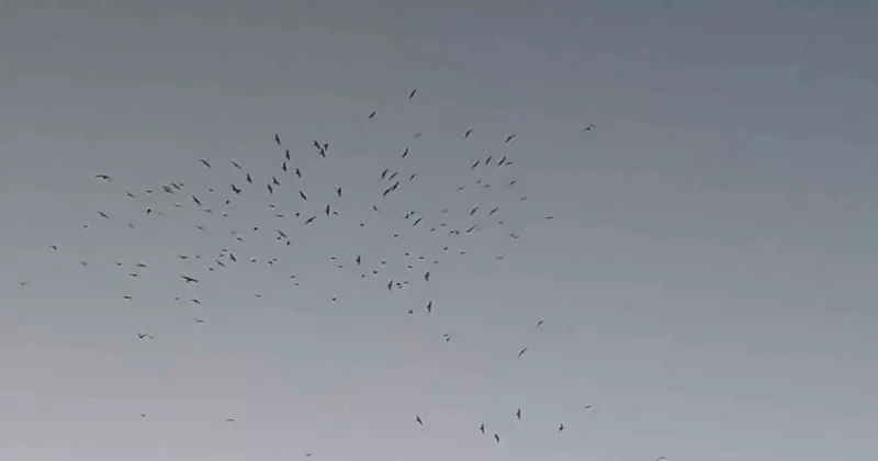 Van Gölü üzerinde kuş sürüsünün görsel şöleni