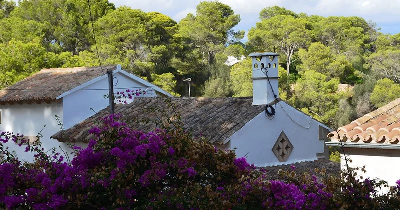 Evinizin yakınına kesinlikle dikmemeniz gereken 7 ağaç: Temel, tesisat bırakmıyor Sözcü Gazetesi