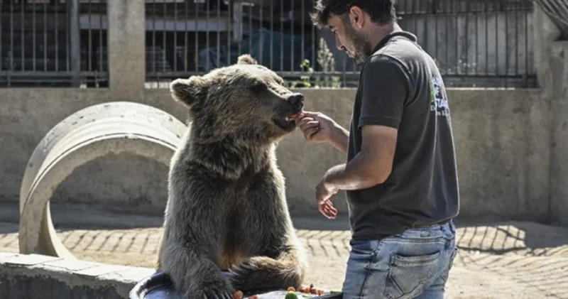 Ayılar ülkeyi karıştırdı! Meclis harekete geçti
