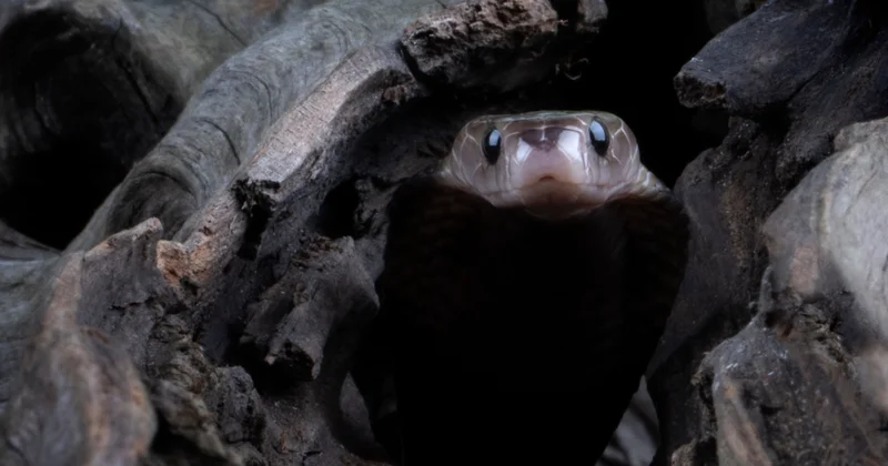 Ne piton ne kobra işte yılanların atası: Ortaya çıktı sonunda Sözcü Gazetesi