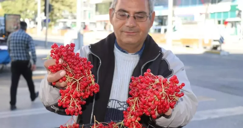 Erzincan da Gençlik İksiri Gilaburu Meyvesi Tezgâhlarda