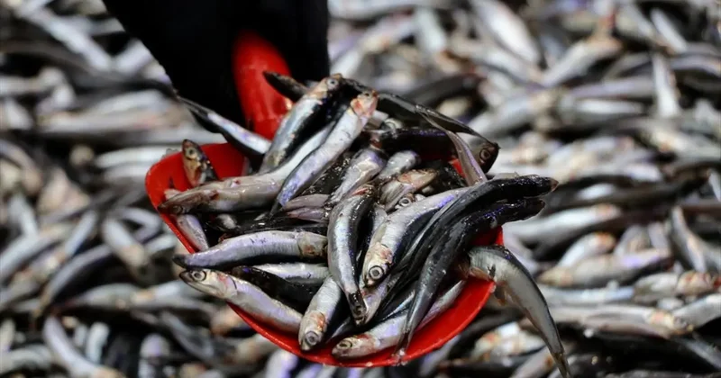 Hamsi bolluğu yaşanıyor! Tezgahlarda 50 liradan satılıyor1