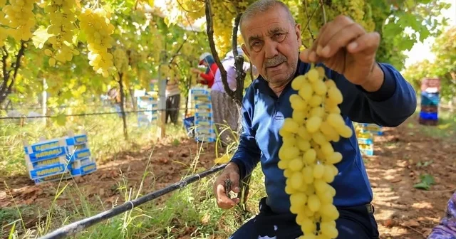 Sarıgöl de üzüm fiyatları dibe vurdu Manisa Haberleri