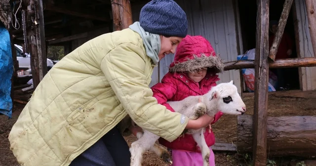 Bolu da yaylalardan köylere göç başladı Bolu Haberleri