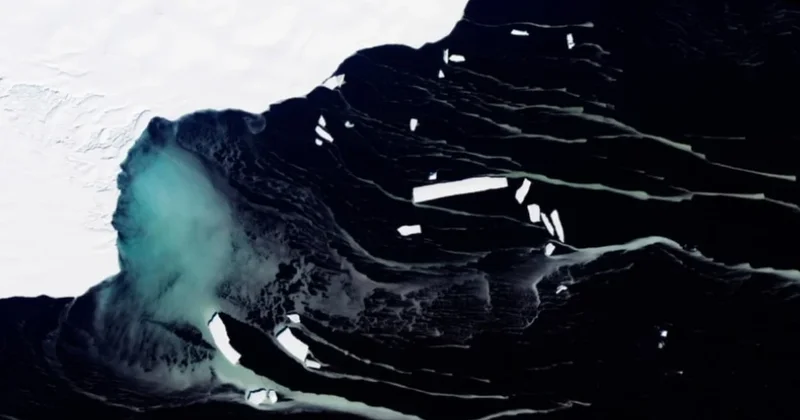 Buzun 450 metre altında tuhaf bir hayvan sürüsü tespit edildi Sözcü Gazetesi