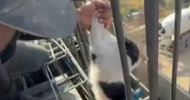 Adıyaman’da kedi beton altında kalmaktan son anda kurtarıldı VİDEO İZLE